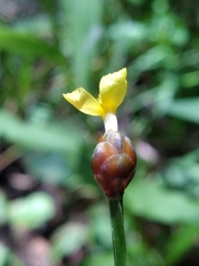 Xyris tennesseensis