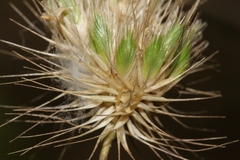 Cynosurus echinatus