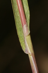 Cynosurus echinatus
