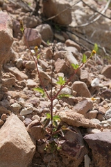 Bidens pilosa pilosa