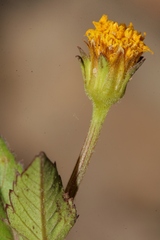 Bidens pilosa pilosa