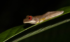 Duellmanohyla legleri