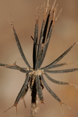 Bidens pilosa pilosa