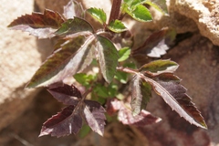 Bidens pilosa pilosa