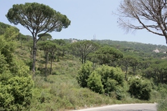 Pinus pinea