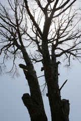 Pinus pinea