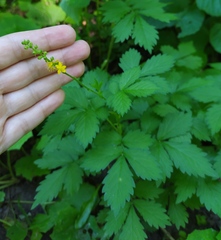 Agrimonia pilosa