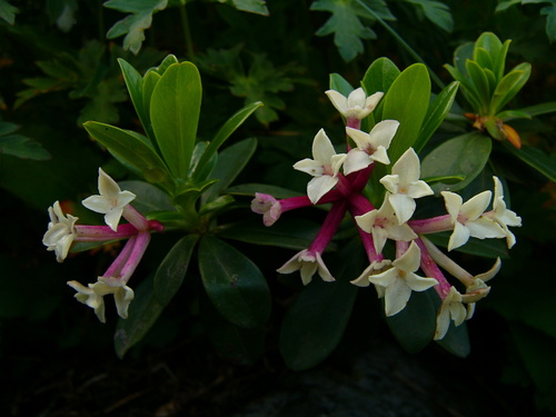 Daphne glomerata