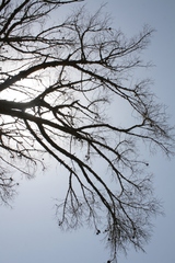 Pinus pinea