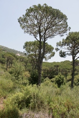Pinus pinea