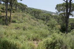 Pinus pinea
