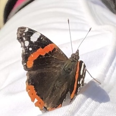 Vanessa atalanta