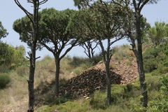 Pinus pinea
