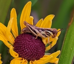 Melanoplus keeleri