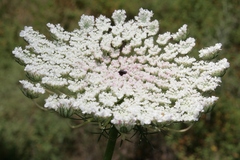 Daucus carota maximus