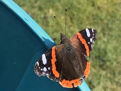Vanessa atalanta