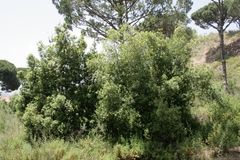 Quercus coccifera calliprinos