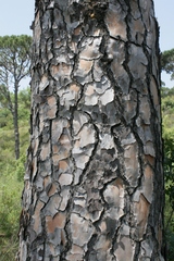 Pinus pinea