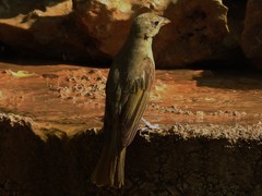 Piranga rubra