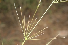 Oloptum thomasii