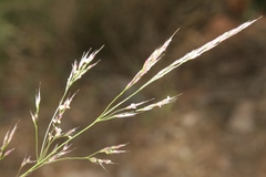 Oloptum thomasii