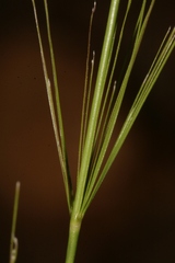 Oloptum thomasii
