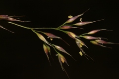 Oloptum thomasii