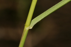Oloptum thomasii