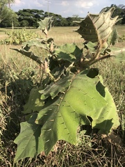 Solanum pseudolulo