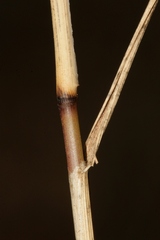 Oloptum thomasii