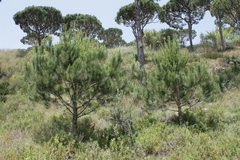 Pinus pinea