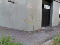 Sorghum × drummondii