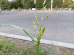 Sorghum × drummondii