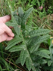 Cirsium decussatum