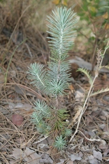 Pinus pinea
