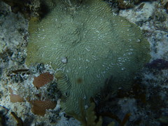 Pseudodiploria clivosa