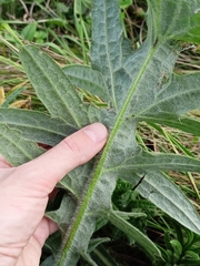 Cirsium decussatum
