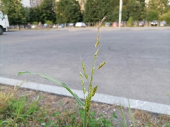 Sorghum × drummondii