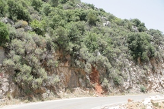 Ptilostemon chamaepeuce