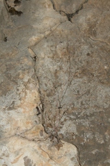 Pimpinella cretica