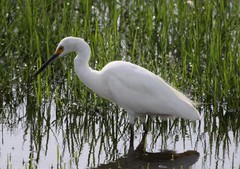 Egretta thula