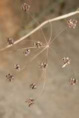 Pimpinella cretica