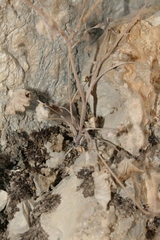 Pimpinella cretica