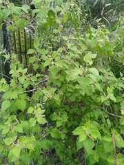 Acalypha californica