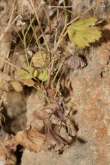 Pimpinella cretica