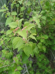 Acalypha californica