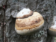 Fomes fomentarius