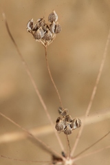 Pimpinella cretica