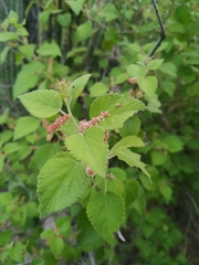 Acalypha californica