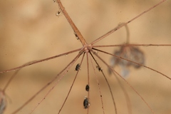 Pimpinella cretica